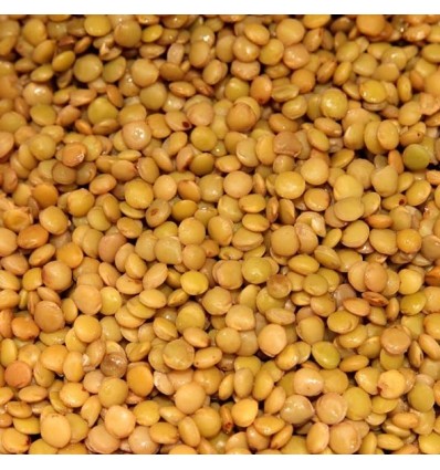 Llentia Gran de Salamanca