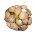 Cloïssa Gallega Fina G