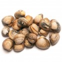 Escopinyes Gallegues M