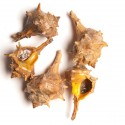 Cañailla