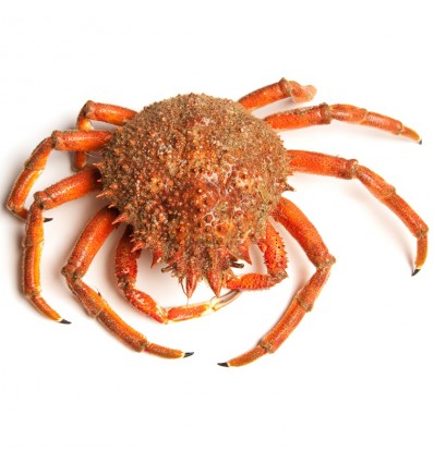 Centolla