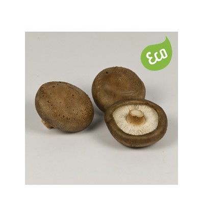 Shiitake Ecológico