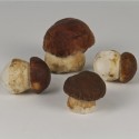 Cep del Pirineo