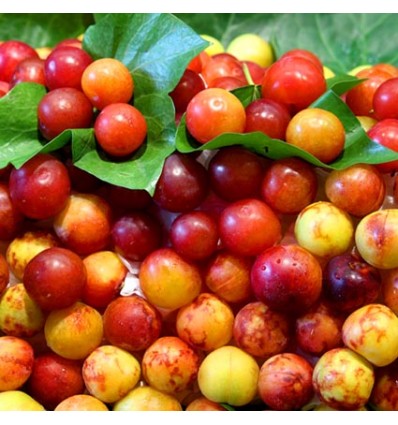 Ciruela Mirabola