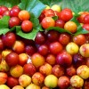Ciruela Mirabola