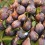Figues