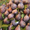 Figues