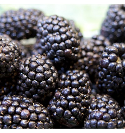 Moras