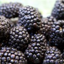 Moras