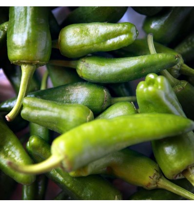 Pimientos del Padrón