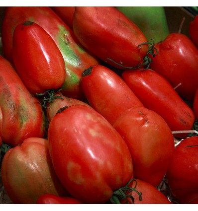 Tomate Pimiento