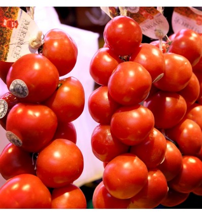 Tomates de Colgar