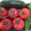 Tomate de Rama