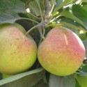 Manzana Fuji "Collita Pròpia"