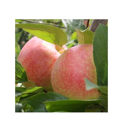 Ciruela "Collita Pròpia"