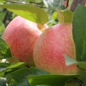 Manzana Royal Gala "Collita Pròpia"