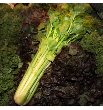 Pruna Collita Pròpia