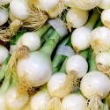 Cebolla Tierna "Collita Pròpia"