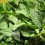 Albahaca  "Collita Pròpia"