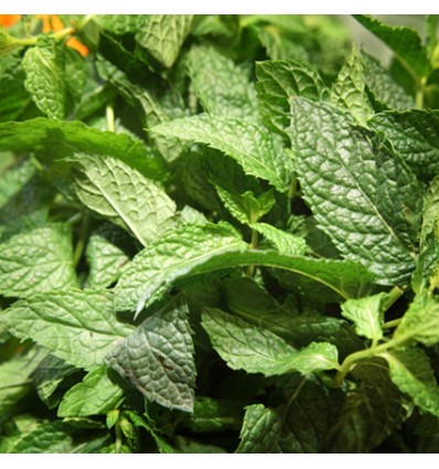 Albahaca  "Collita Pròpia"