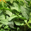 Menta "Collita Pròpia"