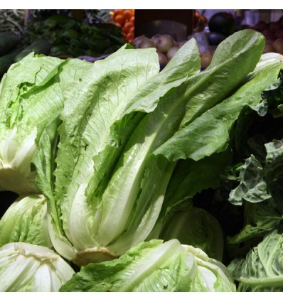 Lechuga Hoja Roble "Collita Pròpia"