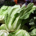 Lechuga Larga "Collita Pròpia"