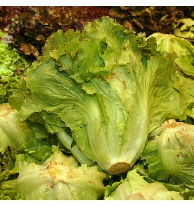 Lechuga Larga "Collita Pròpia"