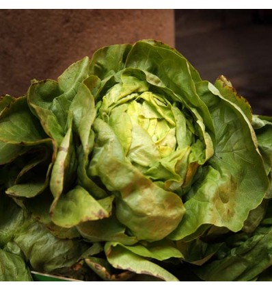 Lechuga Maravilla "Collita Pròpia"