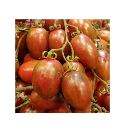 Tomate Cherry "Collita Pròpia"