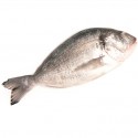 Dorada Salvaje