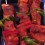 Brocheta de Cerdo Ibérico