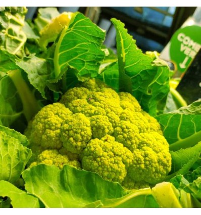 Coliflor Verde "Collita Pròpia"