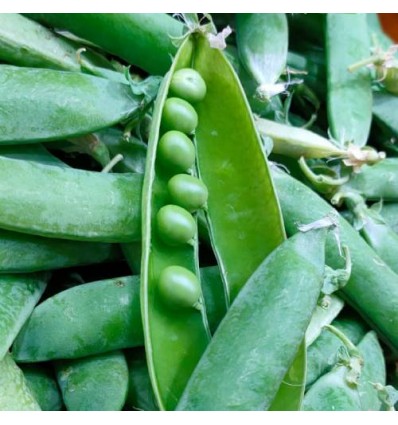 Guisantes "Collita Pròpia"