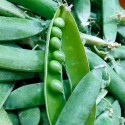 Guisantes "Collita Pròpia"