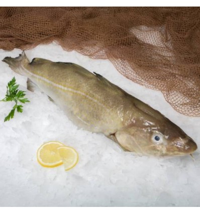 Bacalao Fresco a Filetes