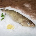 Bacalao Fresco