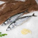 Caballa Fresca