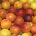 Ciruela Mirabolán