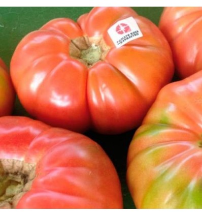 Tomate Barbastro (2 uds aprox)