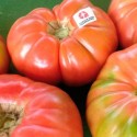 Tomate Barbastro (Unidad)