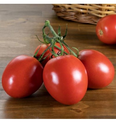 Tomate Pera (8-9 uds)