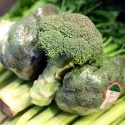 Bròcoli