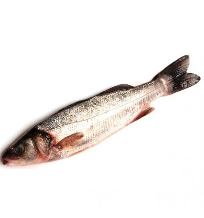 Lubina de Cultivo