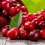 Cerezas Premium