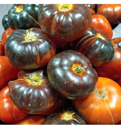 Tomate Negro "Collita Pròpia"